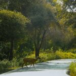 animal crossing new leaf starting island