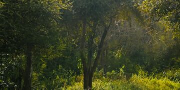 animal crossing new leaf starting island